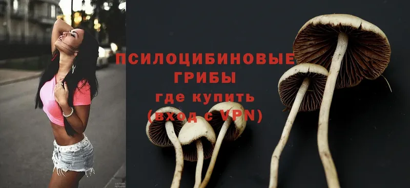 хочу   Камбарка  Псилоцибиновые грибы Psilocybe 